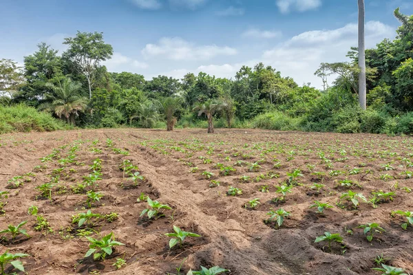 Landsbygdens plantation mitt i cabinda-djungeln. Angola, Afrika. — Stockfoto