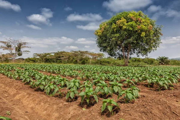 Plantación rural en medio de la jungla de cabinda. Angola, África . — Foto de Stock