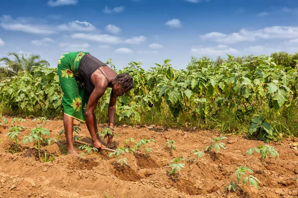 Cabinda topraklarda bağ: Cabinda/Angola - 09 Haz 2010 - kırsal çiftçi. Angola, Afrika.
