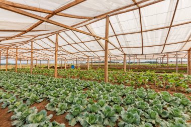 İç görünüm sera. Angola. Cabinda.