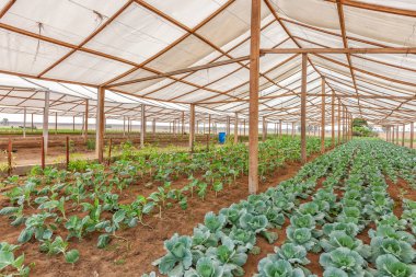 Inside view greenhouse. Angola. Cabinda. clipart