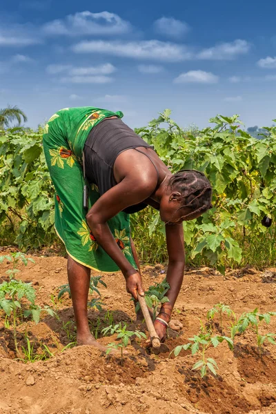 CABINDA / ANGOLA - 09 JUN 2010 - Agricultor rural para labrar tierras en Cabinda. Angola, África . — Foto de Stock