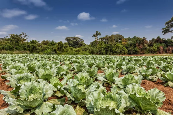 Plantação rural de couves no meio da selva de cabinda. Angola, África . — Fotografia de Stock