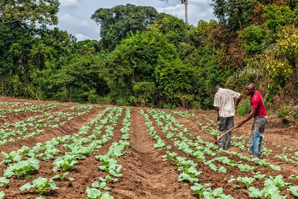 CABINDA / ANGOLA - 09 JUN 2010 - Petani pedesaan sampai ke tanah di Cabinda. Angola, Afrika . — Stok Foto