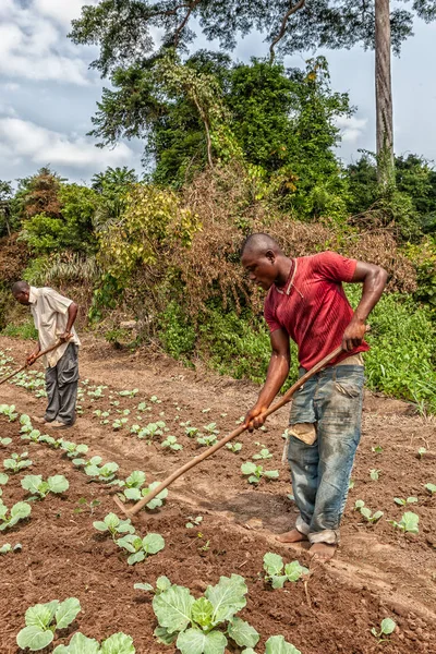 CABINDA / ANGOLA - 09 JUN 2010 - Agricultores rurales cultivan tierras en Cabinda. Angola, África . — Foto de Stock