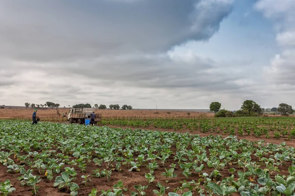 Kohlplantage in cabinda. Angola. Afrika. — Stockfoto