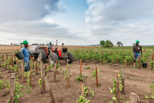 CABINDA / ANGOLA - 09 JUN 2010 - La plantación de tomates sigue siendo verde en África, Tractor y agricultores de fondo. África, Angola, Cabinda . — Foto de Stock