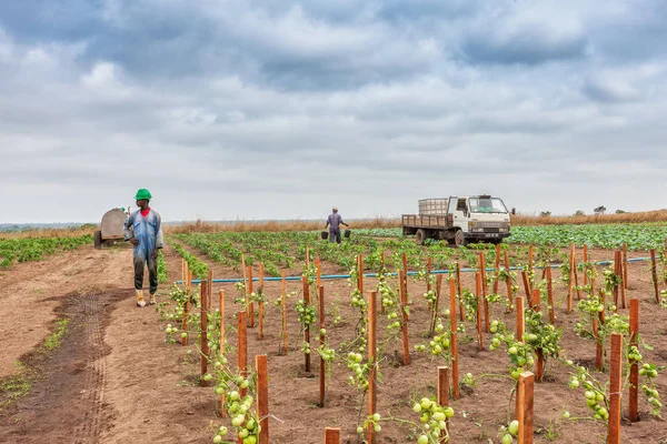 Cabinda / angola - 09 jun 2010 - Tomatenplantage noch grün in Afrika, Traktor und Bauern im Hintergrund. Afrika, Angola, Cabinda. — Stockfoto