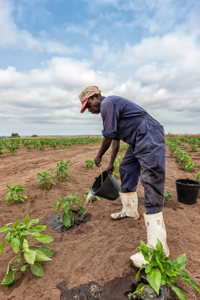 Cabinda och Angola - 09 Jun 2010 - afrikanska bonde vattning kål plantering, Cabinda. Angola. — Stockfoto