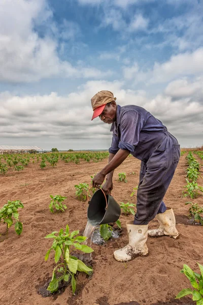 2010 년 6 월 9 일-카빈다/앙골라 아프리카 농부 양배추 심기, 카빈다 급수입니다. 앙골라. — 스톡 사진