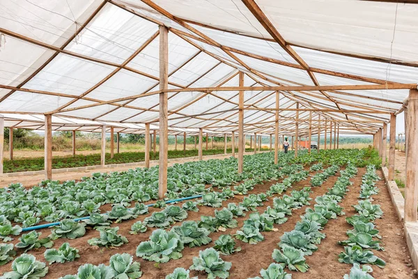 Innenansicht Gewächshaus. Angola. Schränke. — Stockfoto