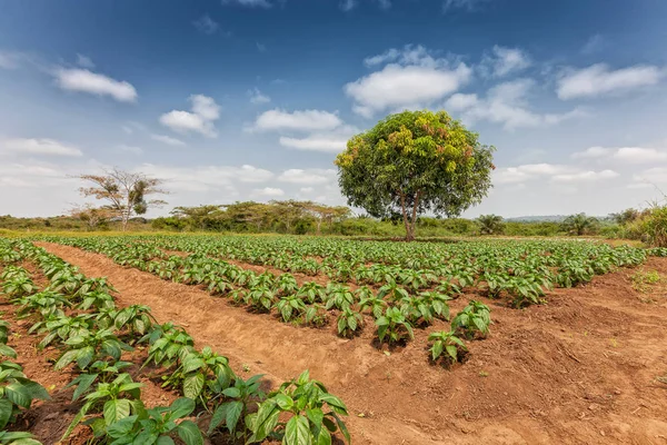 Kırsal çiftlik cabinda ormanın ortasında. Angola, Afrika.