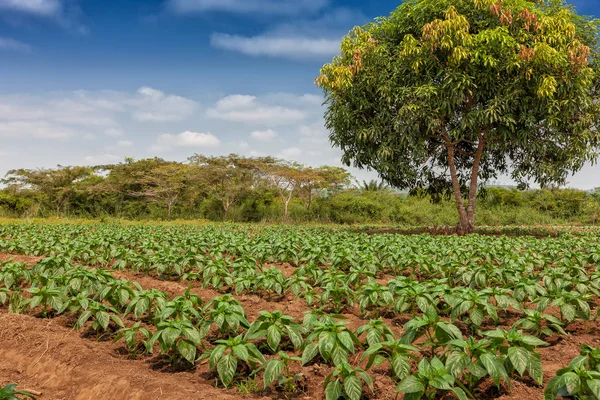 Kırsal çiftlik cabinda ormanın ortasında. Angola, Afrika.