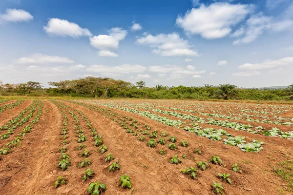 Ländliche Plantage inmitten des Dschungels von Cabinda. angola, afrika. — Stockfoto