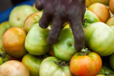 Afrikalı çiftçi domates toplama