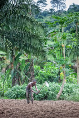 Cabinda topraklarda bağ: Cabinda/Angola - 09 Haz 2010 - kırsal çiftçi. Angola, Afrika.