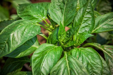 Fasulye bitki yakın çekim.