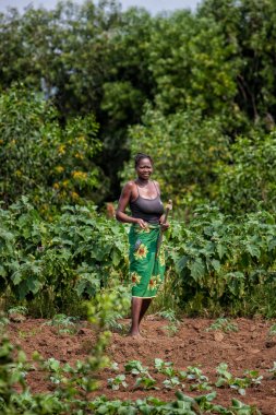 Alanında çalışan: Cabinda/Angola - 09 Haz 2010 - kırsal kadın çiftçi.