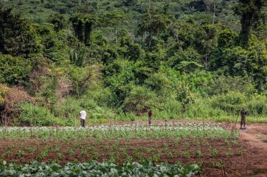 Cabinda/Angola - 09 Haz 2010 - kırsal çiftçilerin arazi Cabinda bağ için. Angola, Afrika.