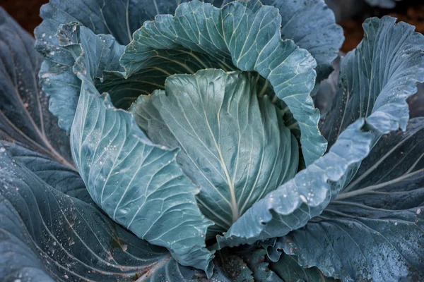 Close up of cabbage. Green and blue tones. — Stock Photo, Image