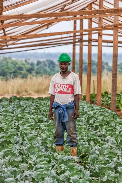 CABINDA / ANGOLA - 09JUN2010 - Retrato de un agricultor en un invernadero en medio de una plantación de col . — Foto de Stock