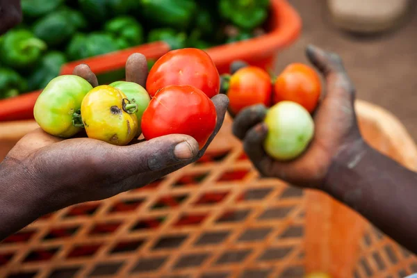 Agricultores africanos colhendo tomates — Fotografia de Stock