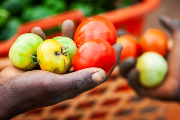 Agricultores africanos colhendo tomates — Fotografia de Stock
