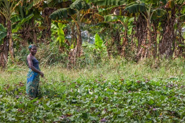 布琼布拉/安哥拉-2010年6月09日-在外地工作的农村女农民. — 图库照片