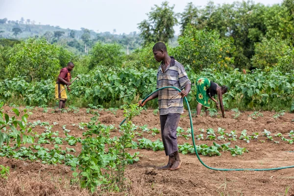 Cabinda och Angola - 09 Jun 2010 - afrikanska landsbygdens jordbrukare till vattning plantation. — Stockfoto