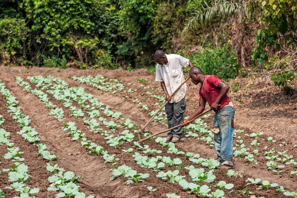 CABINDA / ANGOLA - 09 JUN 2010 - Agricultores rurales cultivan tierras en Cabinda. Angola, África . — Foto de Stock