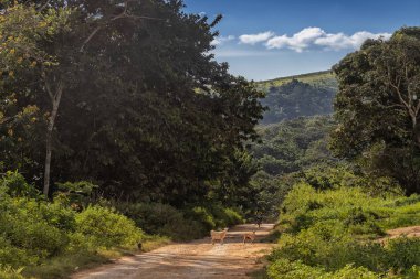 toprak yol ile Afrika motosikletçi ve keçi, malange Afrika kırsal alan, Angola.
