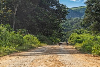 toprak yol ile keçi, malange Afrika kırsal alan, Angola.