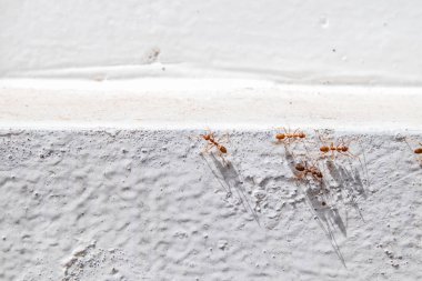 Beyaz duvarı geçmeye termitler tarafından bilinen turuncu karıncalar.