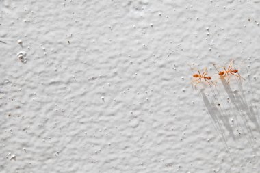 Beyaz duvarı geçmeye termitler tarafından bilinen turuncu karıncalar.