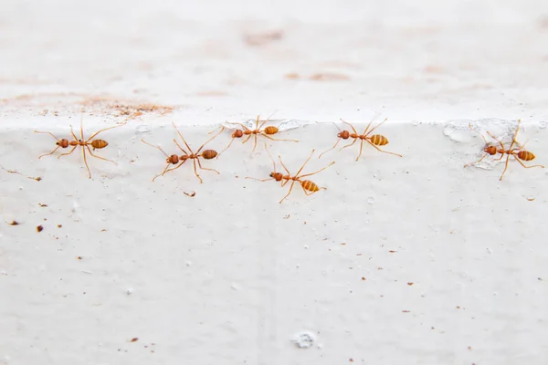 Orange ants known by termites to cross white wall. — Stock Photo, Image