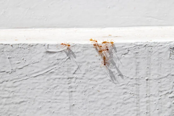 Formigas alaranjadas conhecidas por cupins para atravessar a parede branca . — Fotografia de Stock