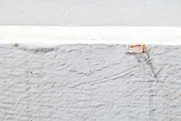 Semut oranye yang dikenal rayap untuk menyeberangi dinding putih . — Stok Foto