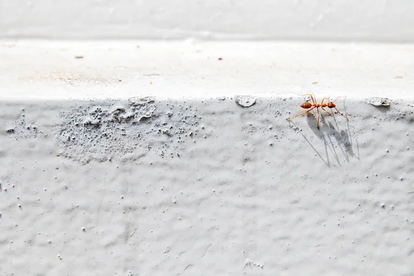 Ismert a termeszek, hogy átlépje a fehér fal narancs hangyák. — Stock Fotó