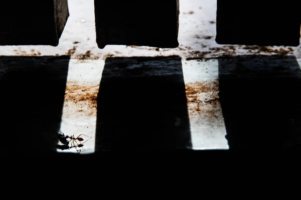 Silhouette of ant carrying food to nest. — Stock Photo, Image