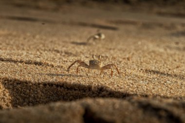 Cape Ledo, Afrika sahil kumu üzerinde yengeç. Angola. Günbatımı ışığı.