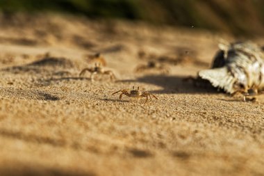 Cape Ledo, Afrika sahil kumu üzerinde yengeç. Angola. Günbatımı ışığı.