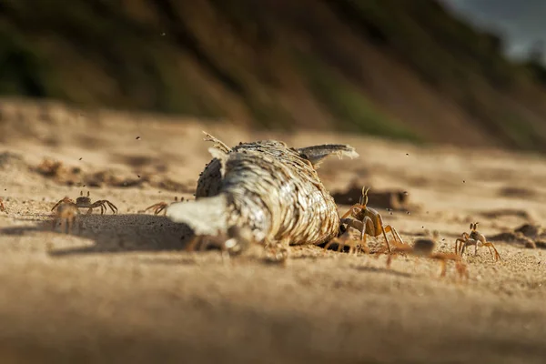 Crabs on the beach eating dead fish. — Stock Photo, Image