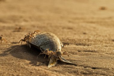 Yengeçler sahilde ölü balık yemek.