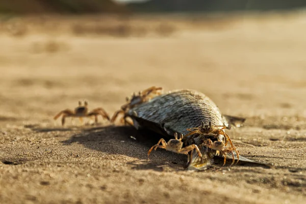 Caranguejos na praia comendo peixes mortos . — Fotografia de Stock