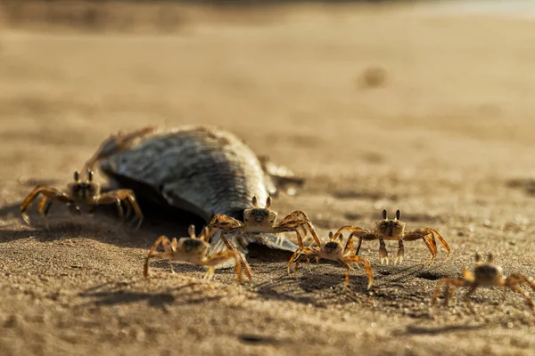 Kepiting di pantai makan ikan mati . — Stok Foto