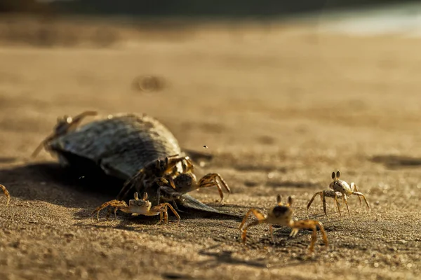 Caranguejos na praia comendo peixes mortos . — Fotografia de Stock