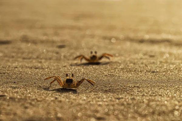 Krabben am Strand Sand von Kap Ledo, Afrika. Angola. mit dem Licht des Sonnenuntergangs. — Stockfoto