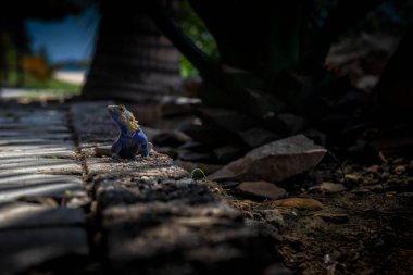 Kamera için poz mavi kertenkele.