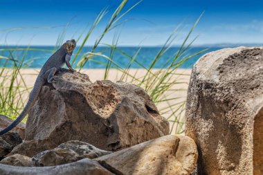 Kamera için poz mavi kertenkele.