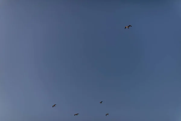 Seagulls flying towards the ocean at sunset. — Stock Photo, Image